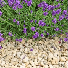 Buff Limestone Chippings - Bulky Bag 700kg Buff Limestone Chippings - Bulky Bag 700kg